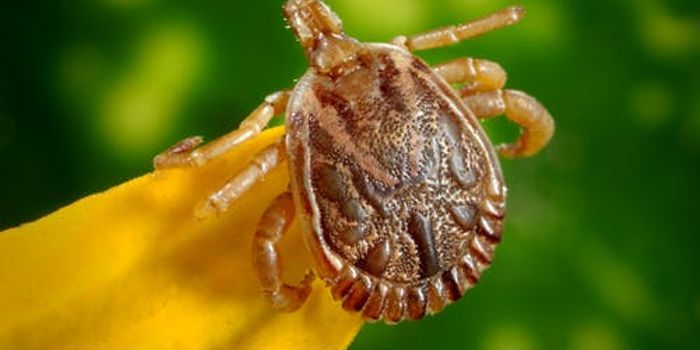 Difficulties With Diagnosing Lyme Disease