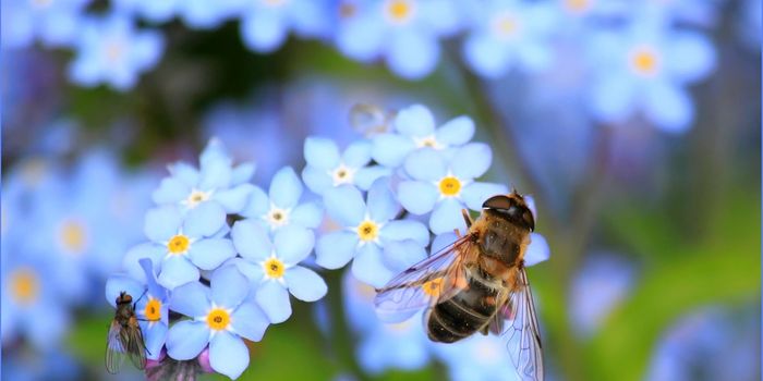 Air Pollution Makes It Harder For Insects to Pollinate