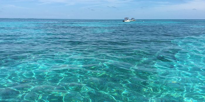 NOAA Unveils Florida Keys Reef Restoration Program