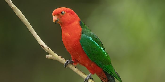 "Shape-Shifting" Birds: Climate Change's Newest Outcome