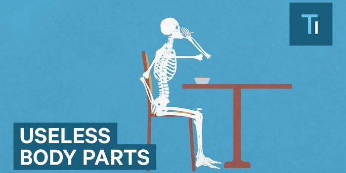 5 Body Parts that Have No Apparent Function