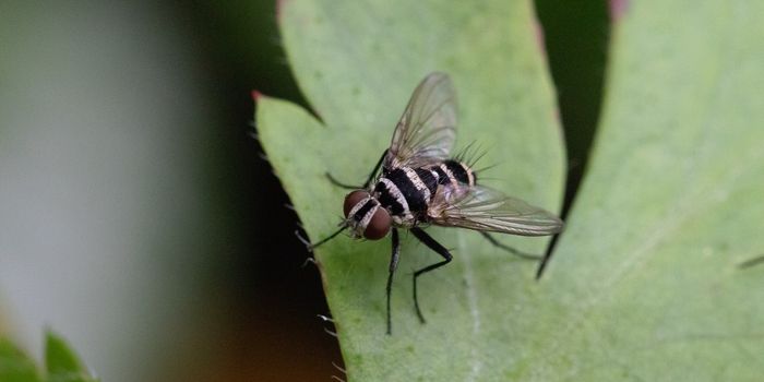 Vaccine To Protect Against The Zika Virus