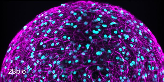 Organoid Neurotoxicity Testing Gains Momentum as FDA and NIH Phase Out Animal-Only Approaches