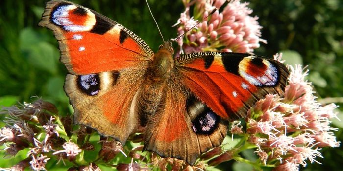 Can Butterflies Regulate Body Temperature to Combat Climate Change?