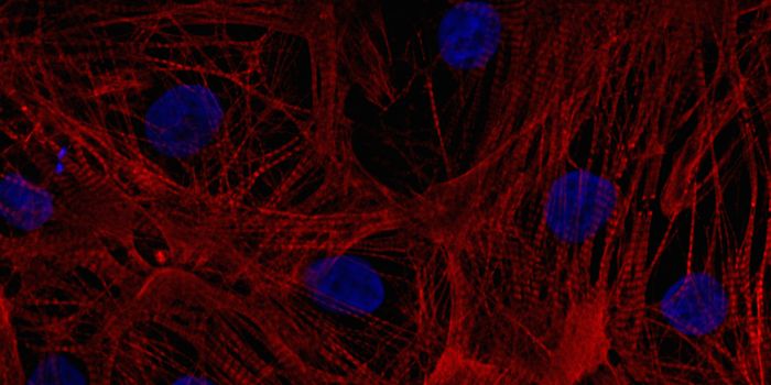 Rescuing Heart Cells Following A Heart Attack