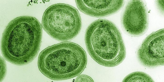 A Novel Mode of Gene Sharing is Discovered in Marine Microbes