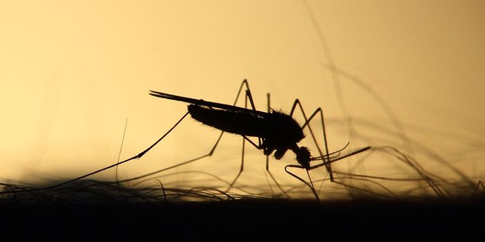 Mosquito Feeding Time Shift Impacts Malaria Prevention Methods