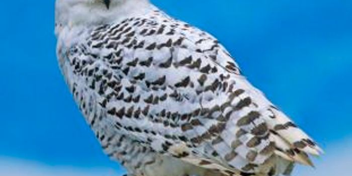 Snowy Owls in Southern Climates?