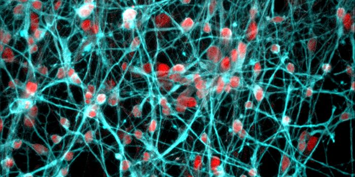 How Stress Can Impact Gene Expression in the Brain