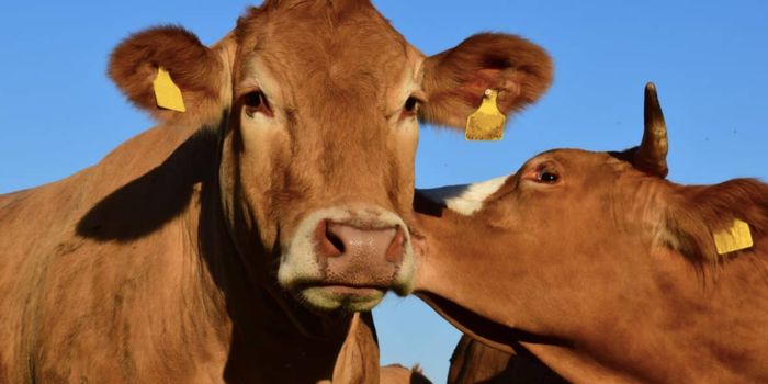 Standard Methods Aren't Revealing Antibiotic Resistant Bacteria in Cattle
