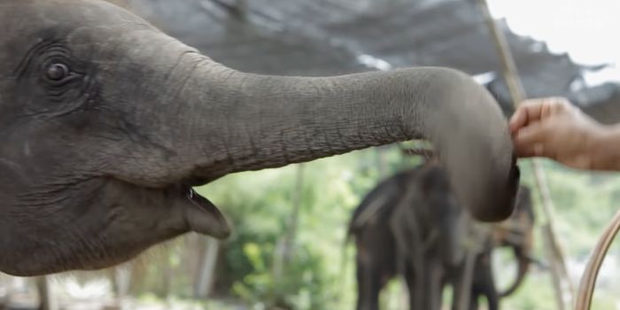 Here's What Makes An Elephant Trunk So Amazing