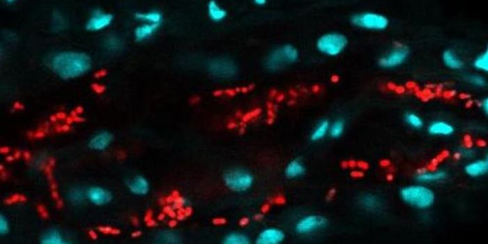 Fruit Flies Generate Gut Bacteria for the Next Generation