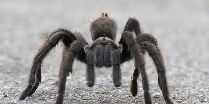Are a Majority of Tarantulas Right-Handed?