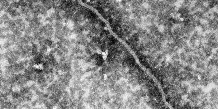 Potential Therapeutics for Nipah Virus Are Identified
