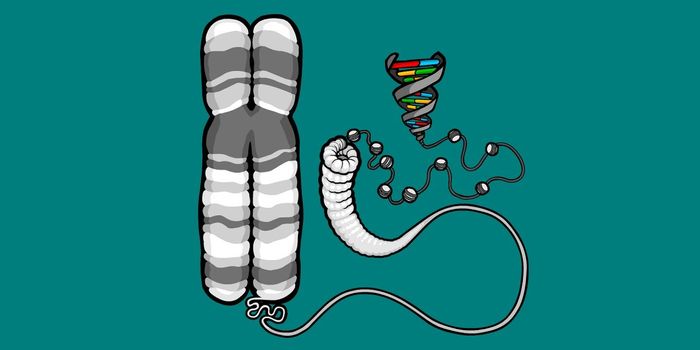 What is a Chromosome, Anyway?