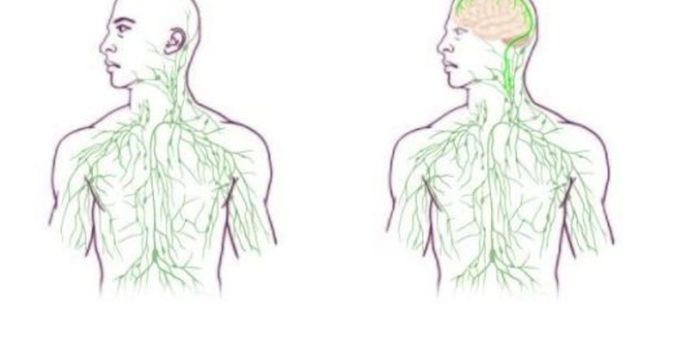 Textbooks Outdated by Discovery: New Lymph-Brain Vessels Found
