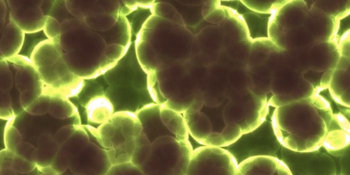 Gut Bacteria may be at the Root of Autoimmune Disorders