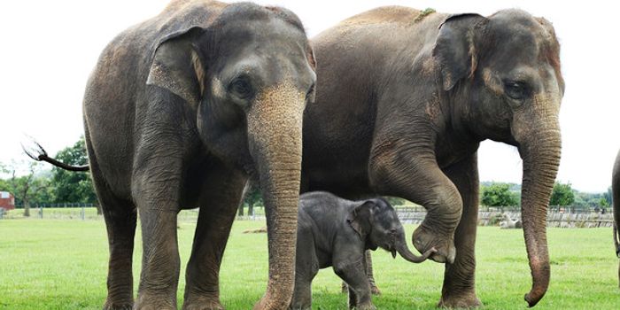 Has Poaching Led to Elephants Being Born Without Tusks?