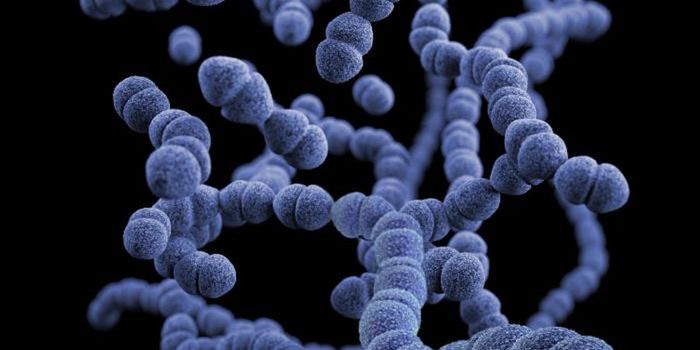 Do Asymptomatic Adults Harbor Strep?