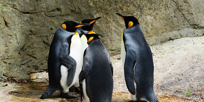 Are Islands to Blame for the Penguin Diversity We Have Today?