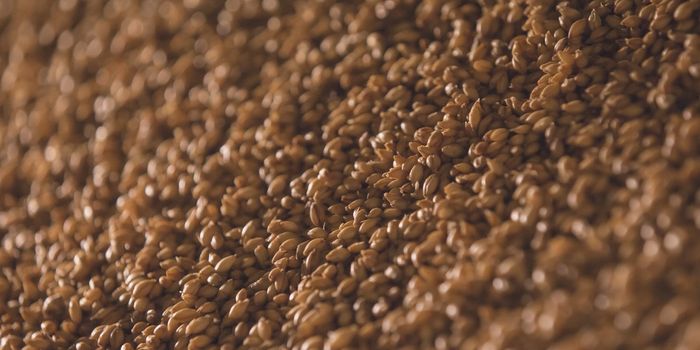 Oilseed Plant Camelina Has Potential as an Aviation Biofuel