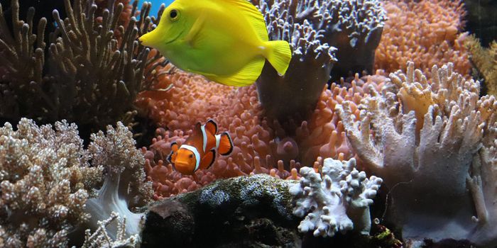 How Sunscreen Damages Reefs: A Mechanism Discovered