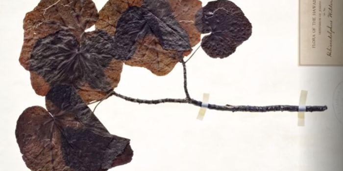 Bringing Ancient Plants Back to Life