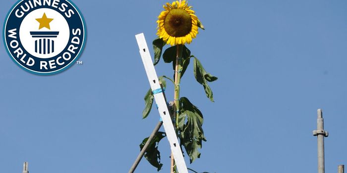 Meet the World's Tallest Sunflower