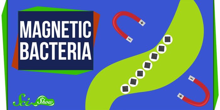 How Magnetic Bacteria Work & Why Scientists Want These Magnets