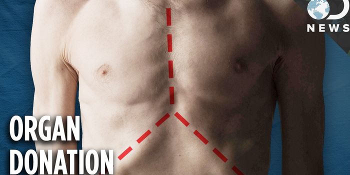 How does organ donation affect your body?