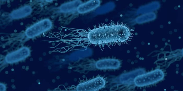 A Gut Bacterium That Causes Immunodeficiency is Discovered