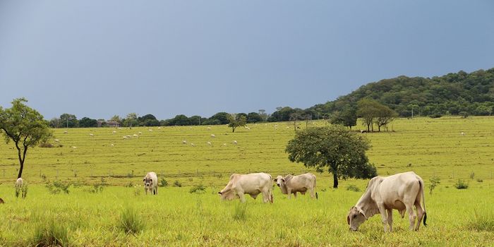 Silvopasture: Trees Providing Cooling in a Warming World