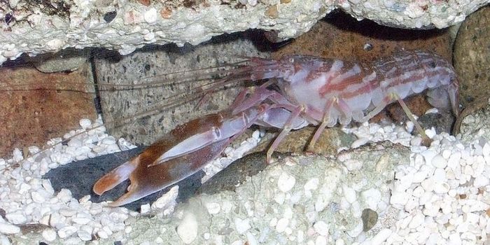 The Pistol Shrimp's Secret Weapon...