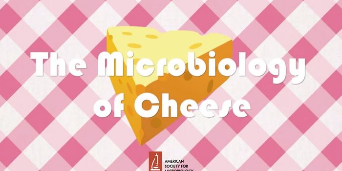 Cheese Making Microbes