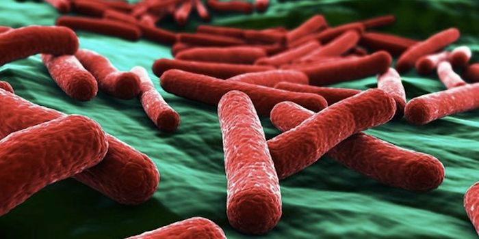 Deadly E.coli can Disrupt Protein Synthesis in Other Microbes