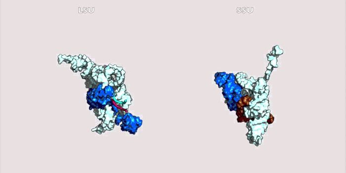The Origin of the Ribosome
