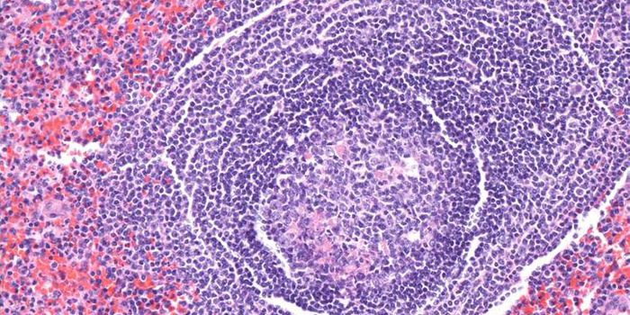 B Cells in the Spleen Manipulated to Treat Sepsis