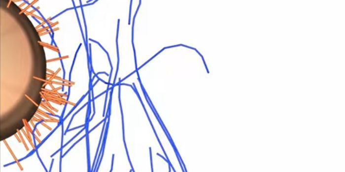 Why Some Are Naturally Better at Preventing Urinary Tract Infections