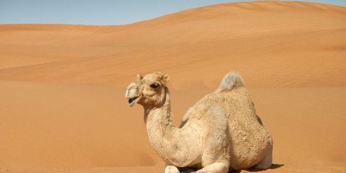 Camel Proteins Improve Treatment Against Drug-Resistant Bacteria