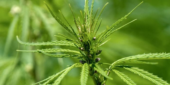 Cannabis Use May Reduce Cancer Risk by 10%