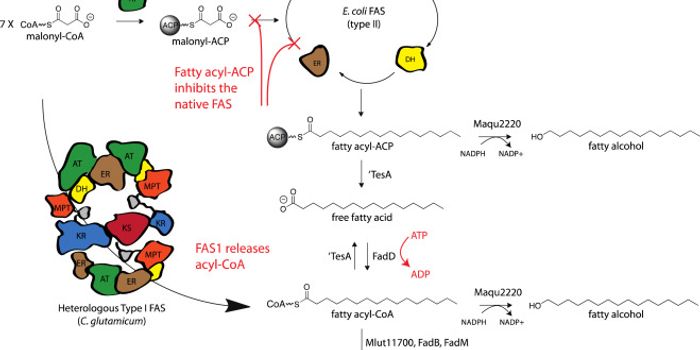 New way to Engineer E.coli for Biofuel Production