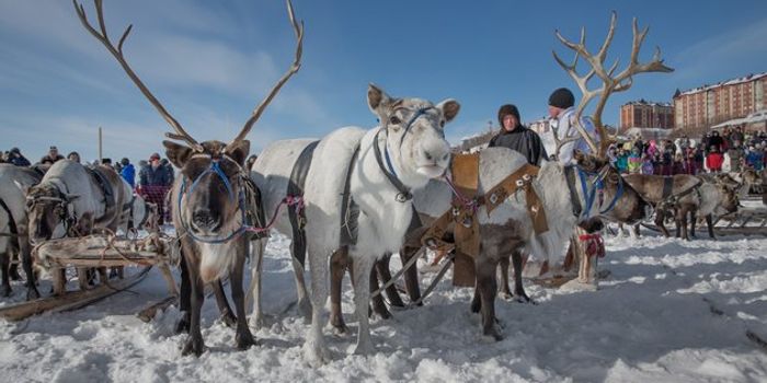 Siberian reindeer face mass starvation