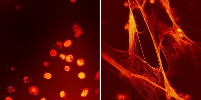 Cord Blood Compound To Treat Inflammation