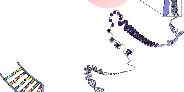 New study finds that the structure of chromosomes may not be as important to transcriptional activity as we once thought