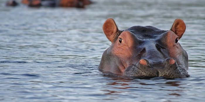These Hippos Have Found a Naturally Existing Spa
