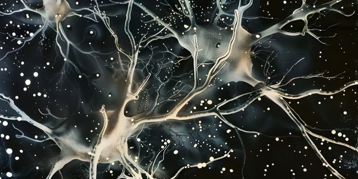 Understanding the Role of Astrocytes in MS
