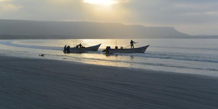 Navigating Climate Change: Insights from Mexican Gulf Fisheries' Organizational Strategies