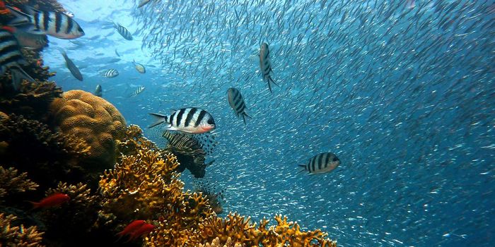 Coral Restoration Efforts Improve Ocean's Fish Communities