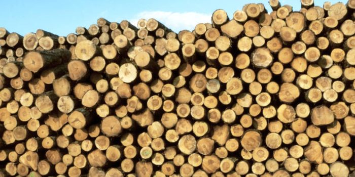 How to make common chemicals from wood not oil