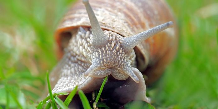 Snails Are More Likely to Take Risks When They're Hungry